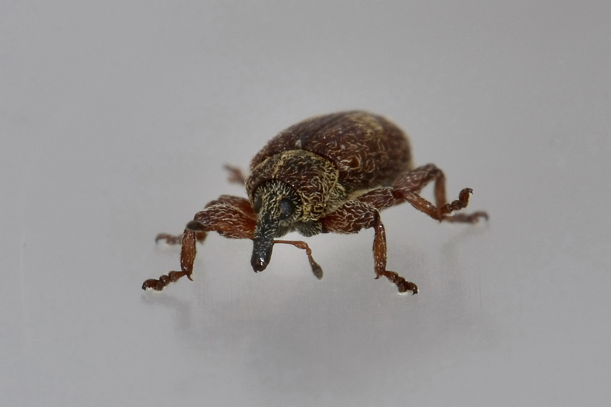 Bradybatus sp. - Bradybatus creutzeri